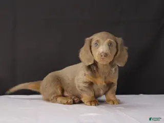 Miniature Dachshund dogs for sale: Theo - Ad 2