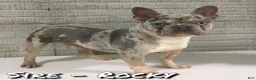 Frenchton dogs for sale: Malta - Ad 8