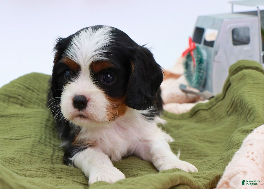Cavalier King Charles Spaniel dogs for sale: Kye - Ad 19