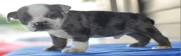 Mixed Breed dogs for sale: Tank hybrid bulldog puppy - Ad 8