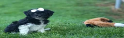 Havapoo dogs for sale: OWEN - Ad 13