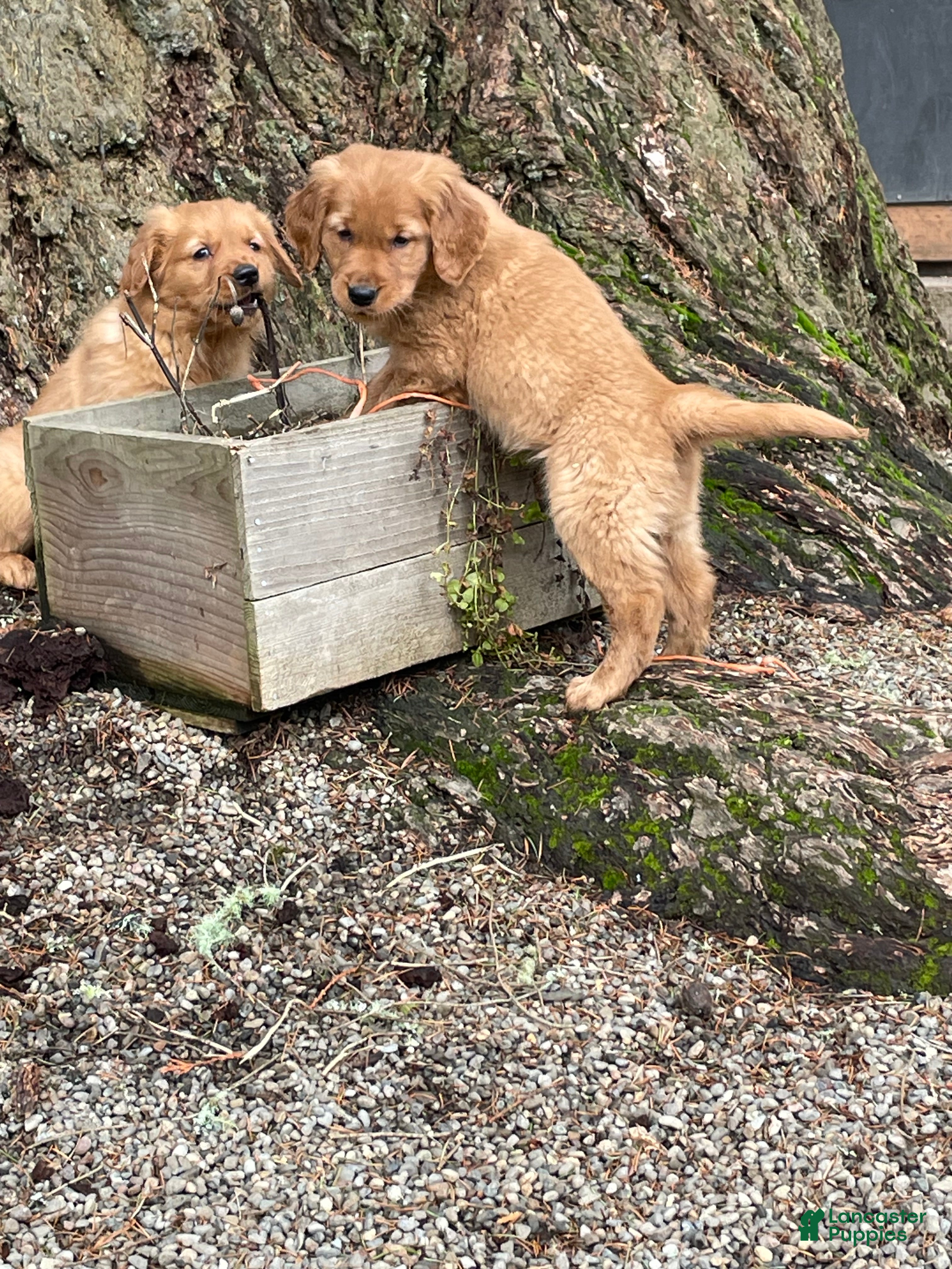 Golden Retriever dogs Riley - Ad 2