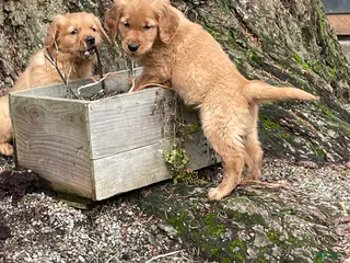 Golden Retriever dogs Riley - Ad 2