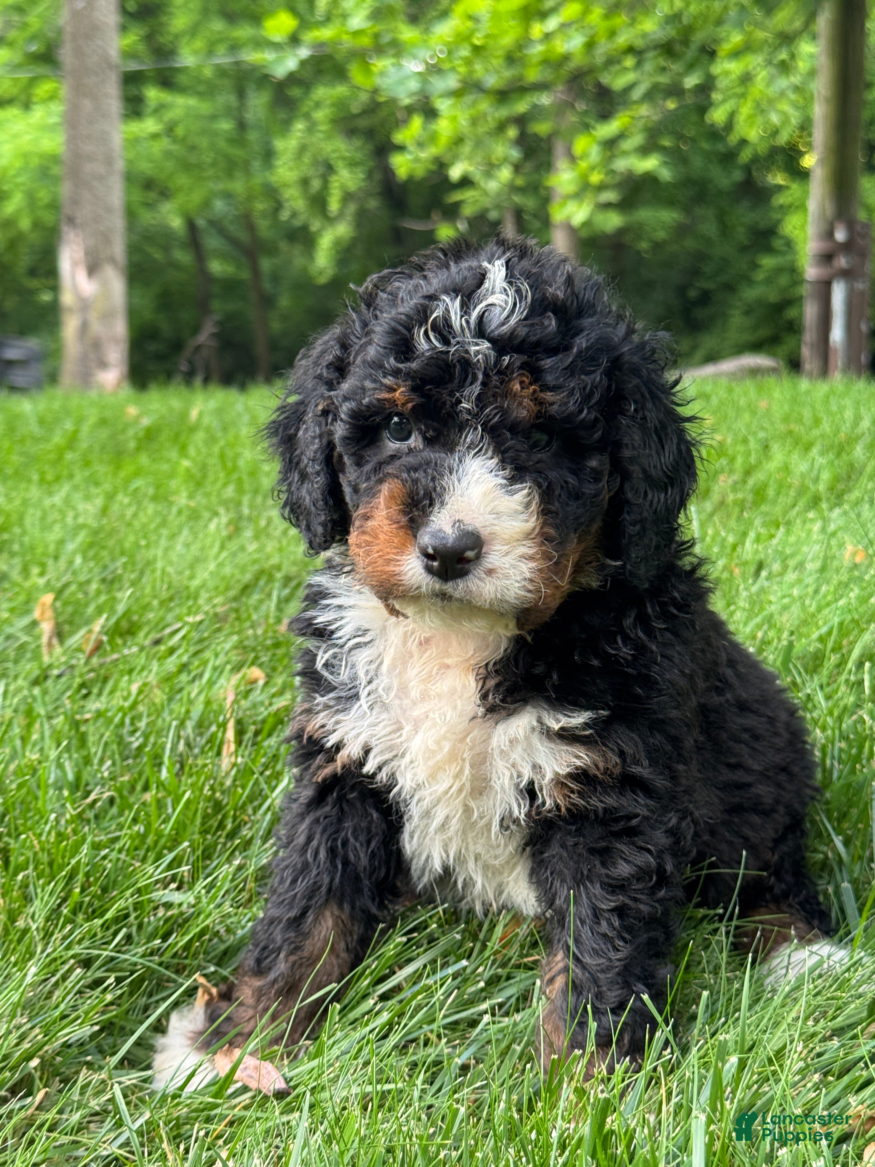 Mini Bernedoodle dogs Milo - Ad 1