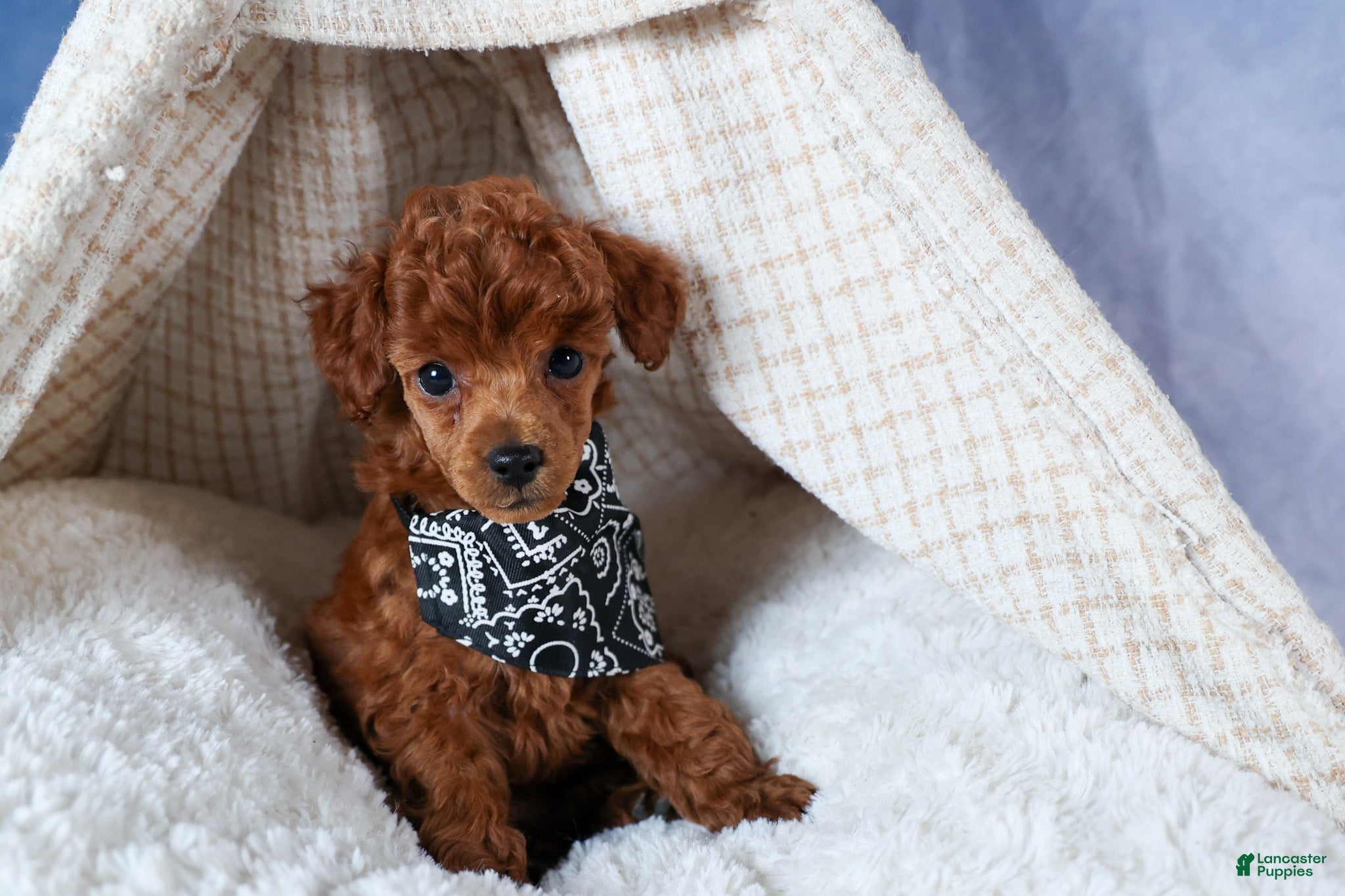 Toy Poodle dogs Tino - Ad 2