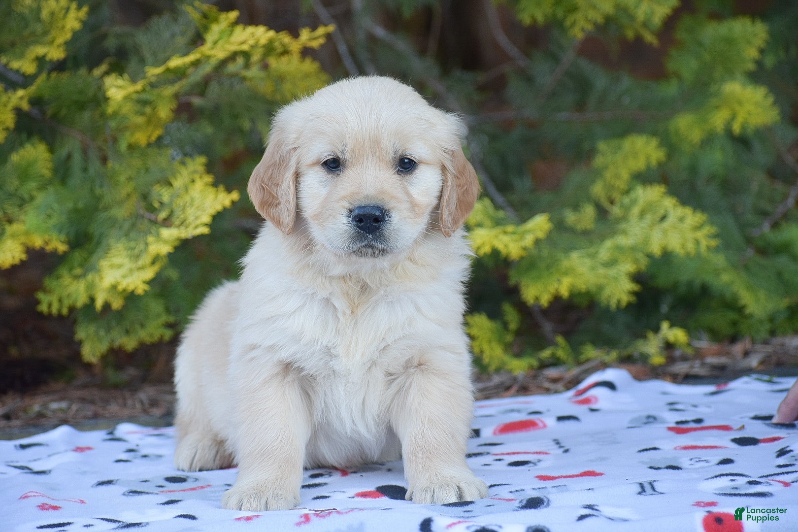 Golden Retriever dogs Bruno - Ad 1