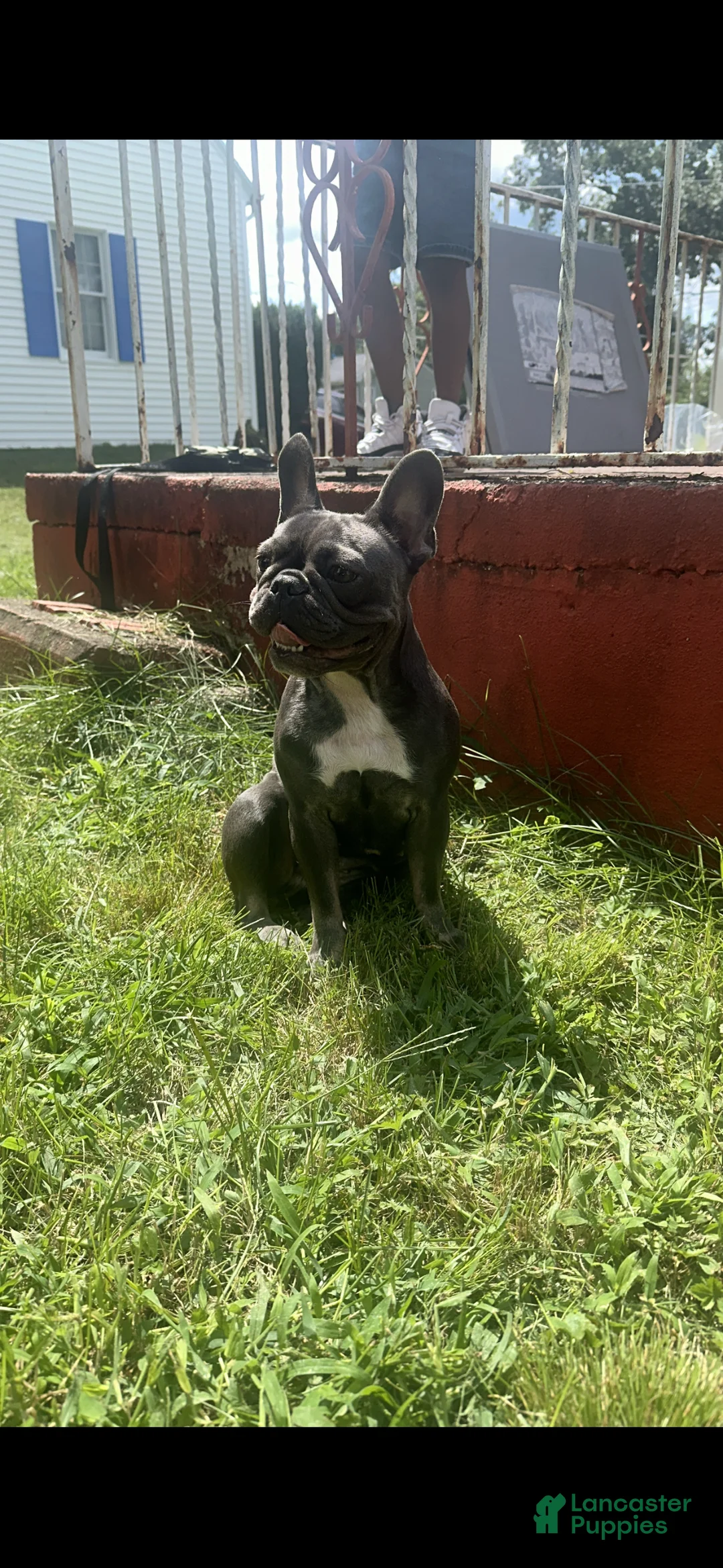 French Bulldog dogs for sale: French Bulldog 2 - Ad 2