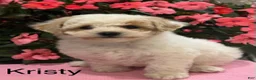 Bichpoo dogs for sale: Kristy - Ad 1