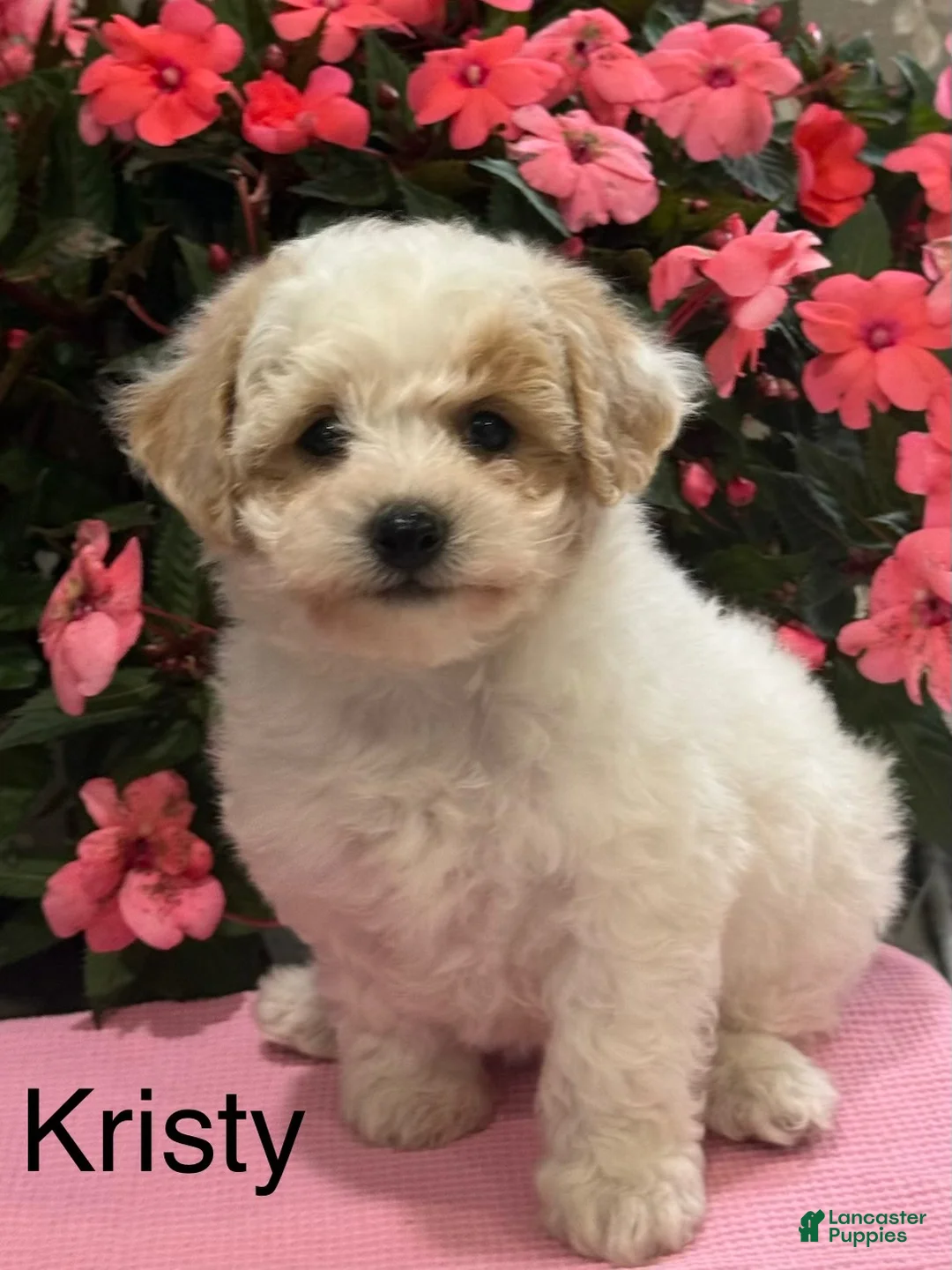 Bichpoo dogs for sale: Kristy - Ad 1