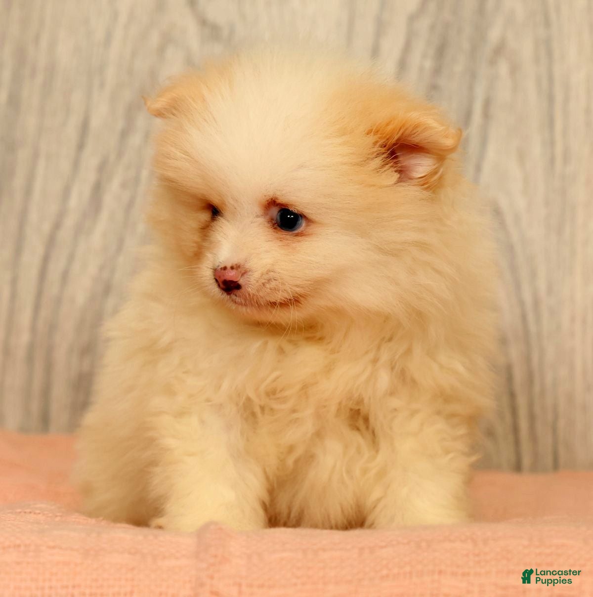 Pomeranian dogs for sale: Petunia - Ad 7
