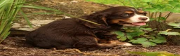 Cocker Spaniel dogs for sale: Bella - Ad 6