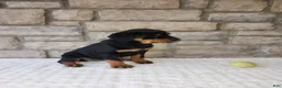 Rottweiler dogs for sale: Bailey  - Ad 7