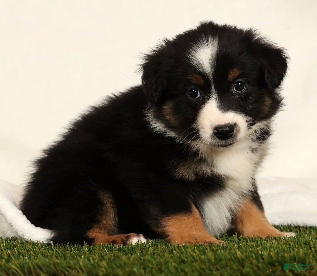 Miniature Australian Shepherd dogs for sale: Dixie - Ad 9