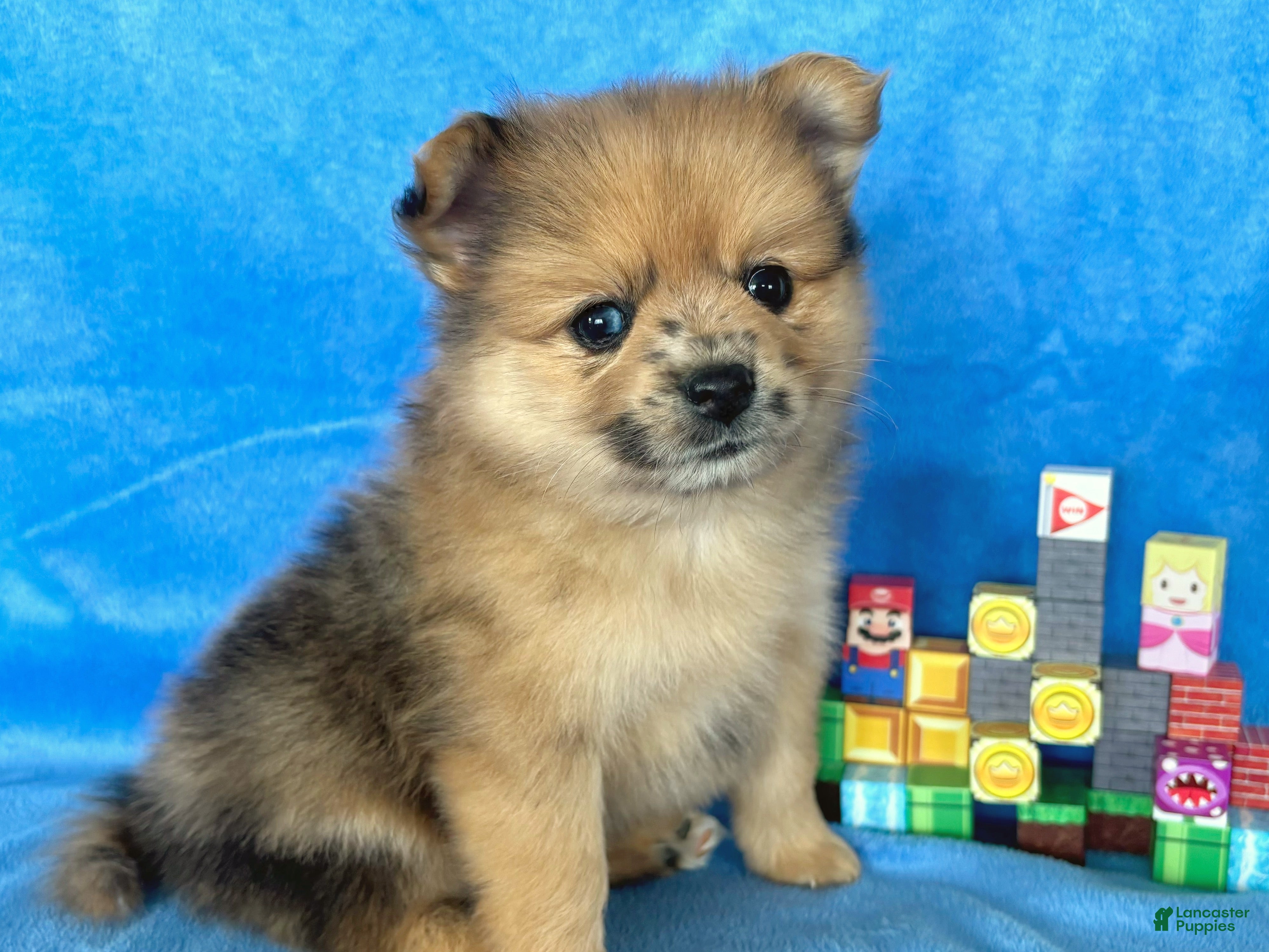 Mixed Breed dogs Mario - Ad 2