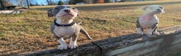American Bully dogs for sale: Classic  - Ad 13