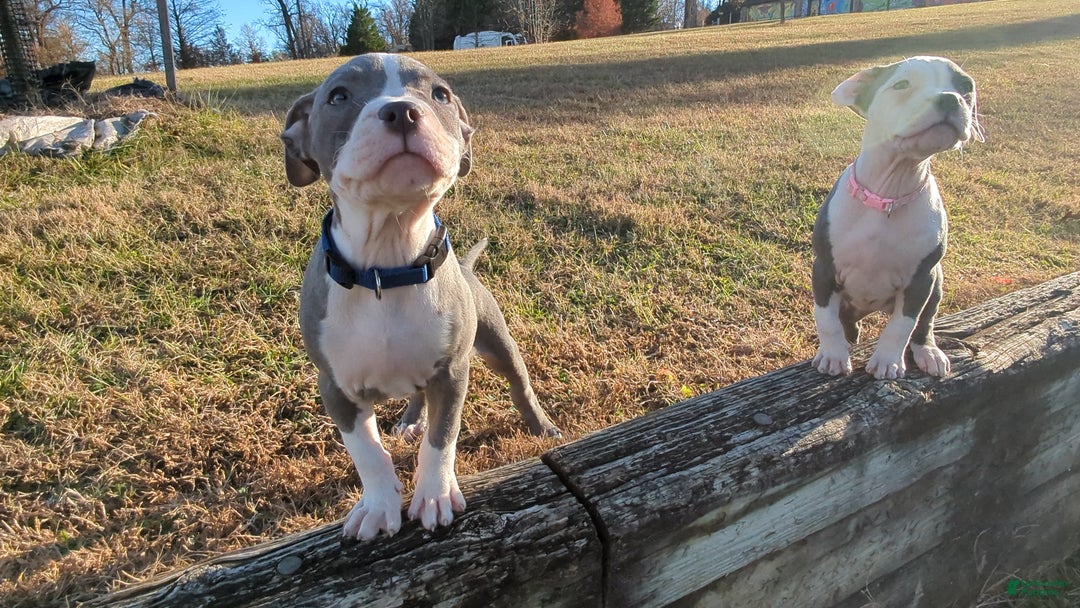 American Bully dogs for sale: Classic  - Ad 13