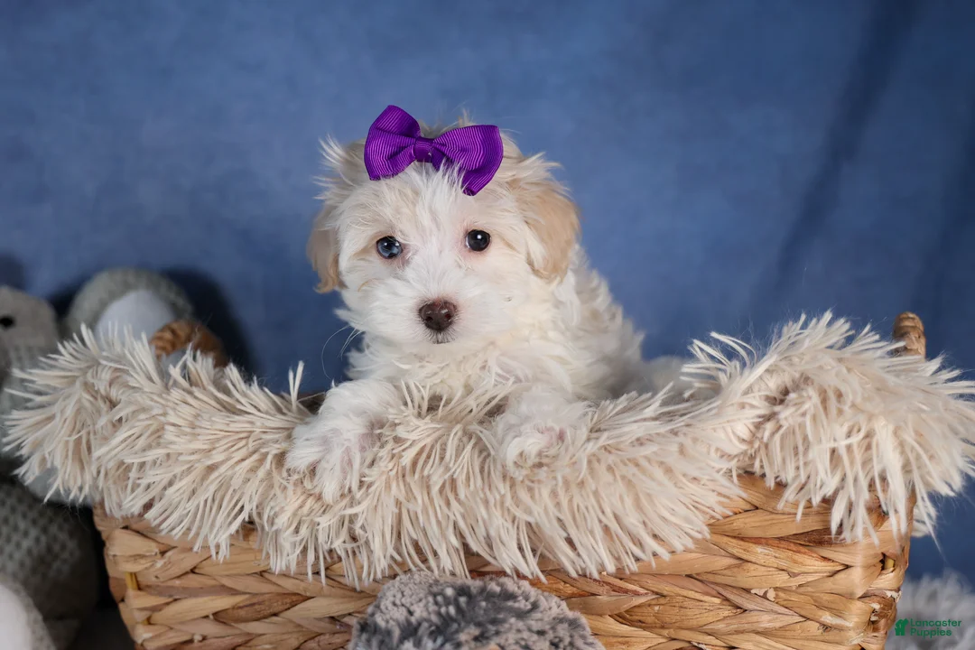 Havapoo dogs for sale: FANCY - Ad 10