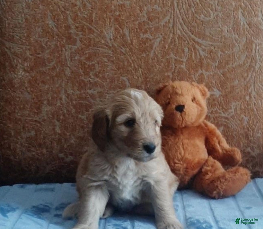 Bernedoodle dogs Janice - Ad 15