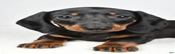 Dachshund dogs for sale: Remi - Ad 8