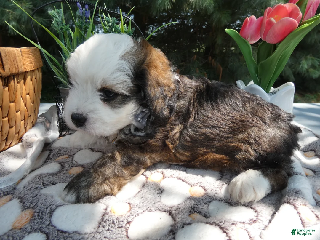 Mini Bernedoodle dogs for sale: Mini Bernedoodle 2 Rhett - Ad 1