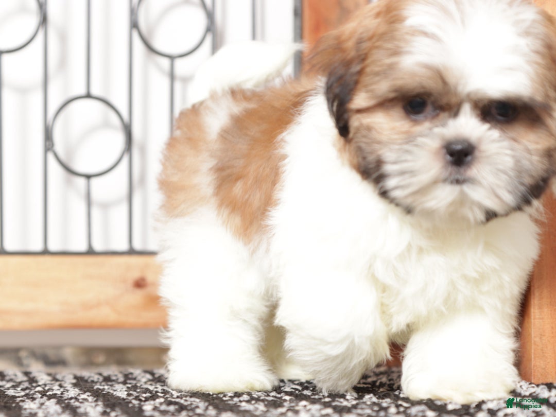 Shih Tzu dogs for sale: Fanny - Ad 2