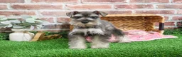 Miniature Schnauzer dogs for sale: Doris - Ad 9