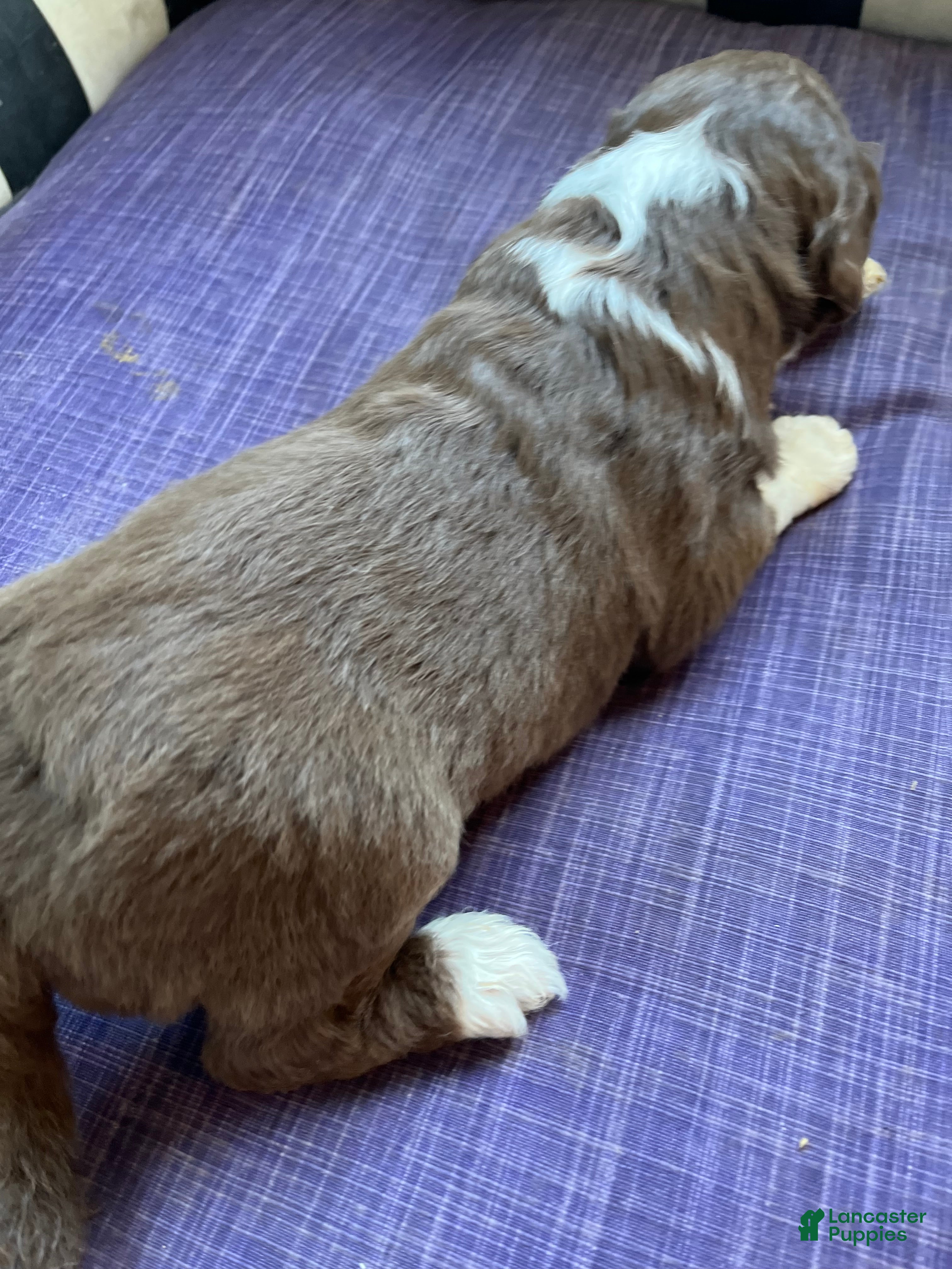 Aussiedoodle dogs Aussiedoodle Puppy 2 - Ad 1