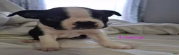 Boston Terrier dogs for sale: Lucy - Ad 2