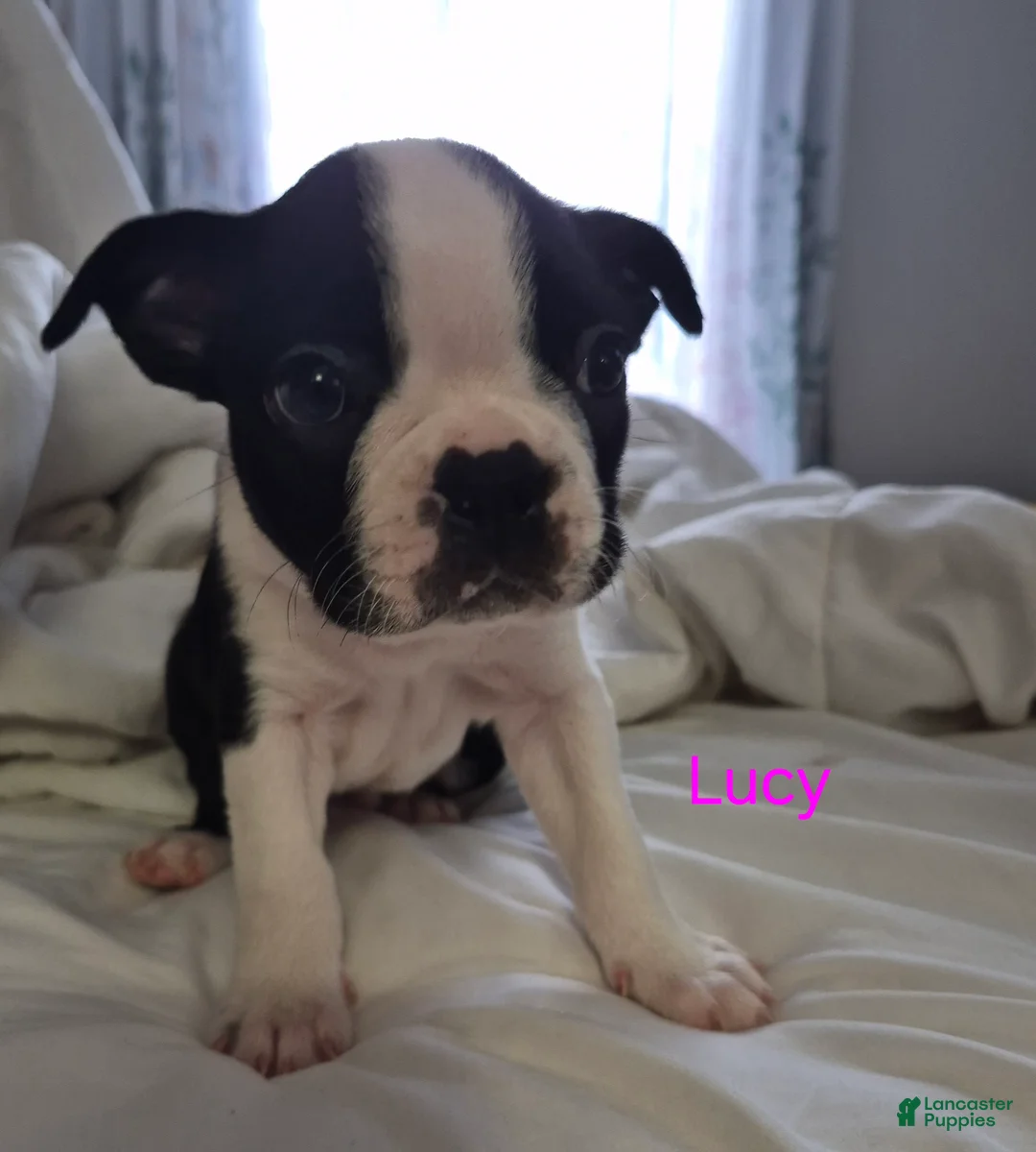 Boston Terrier dogs for sale: Lucy - Ad 2