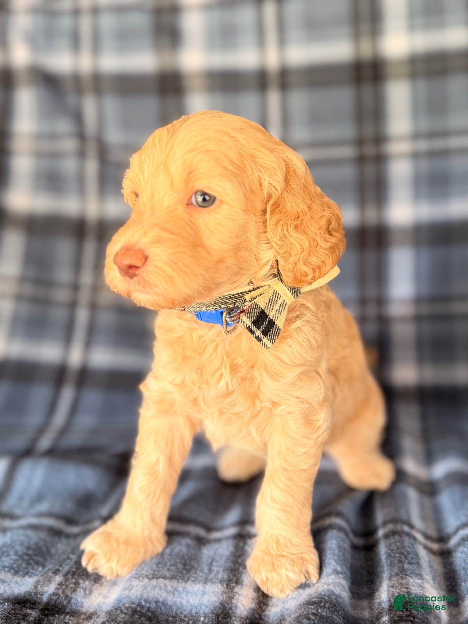 Goldendoodle dogs Aspen - Ad 2