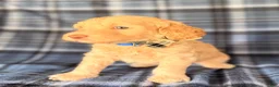Goldendoodle dogs for sale: Aspen - Ad 2