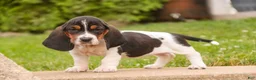 Basset Hound dogs for sale: Morgan - Ad 8