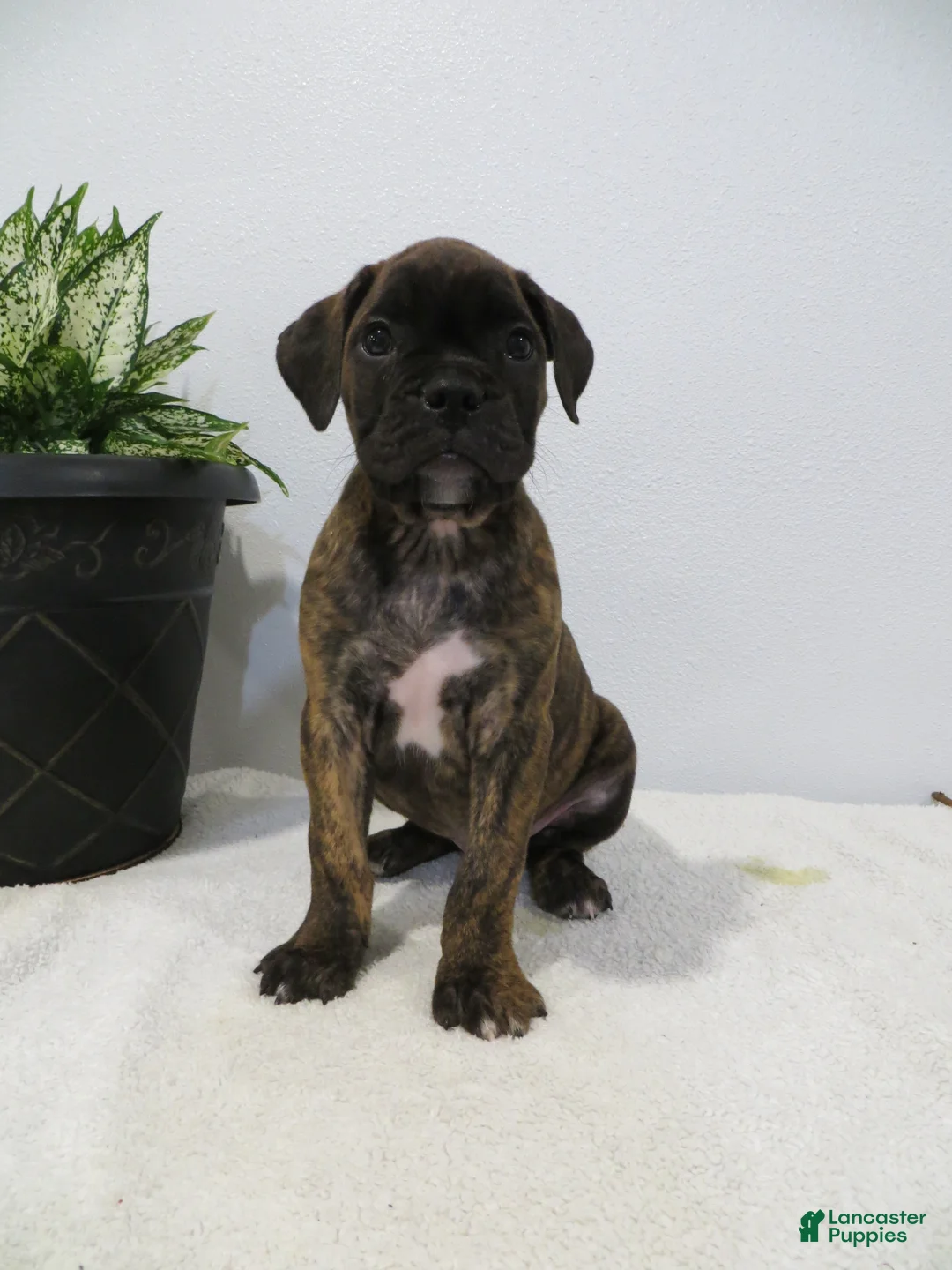 Boxer dogs for sale: 🗺️ ADVENTURE - Ad 7