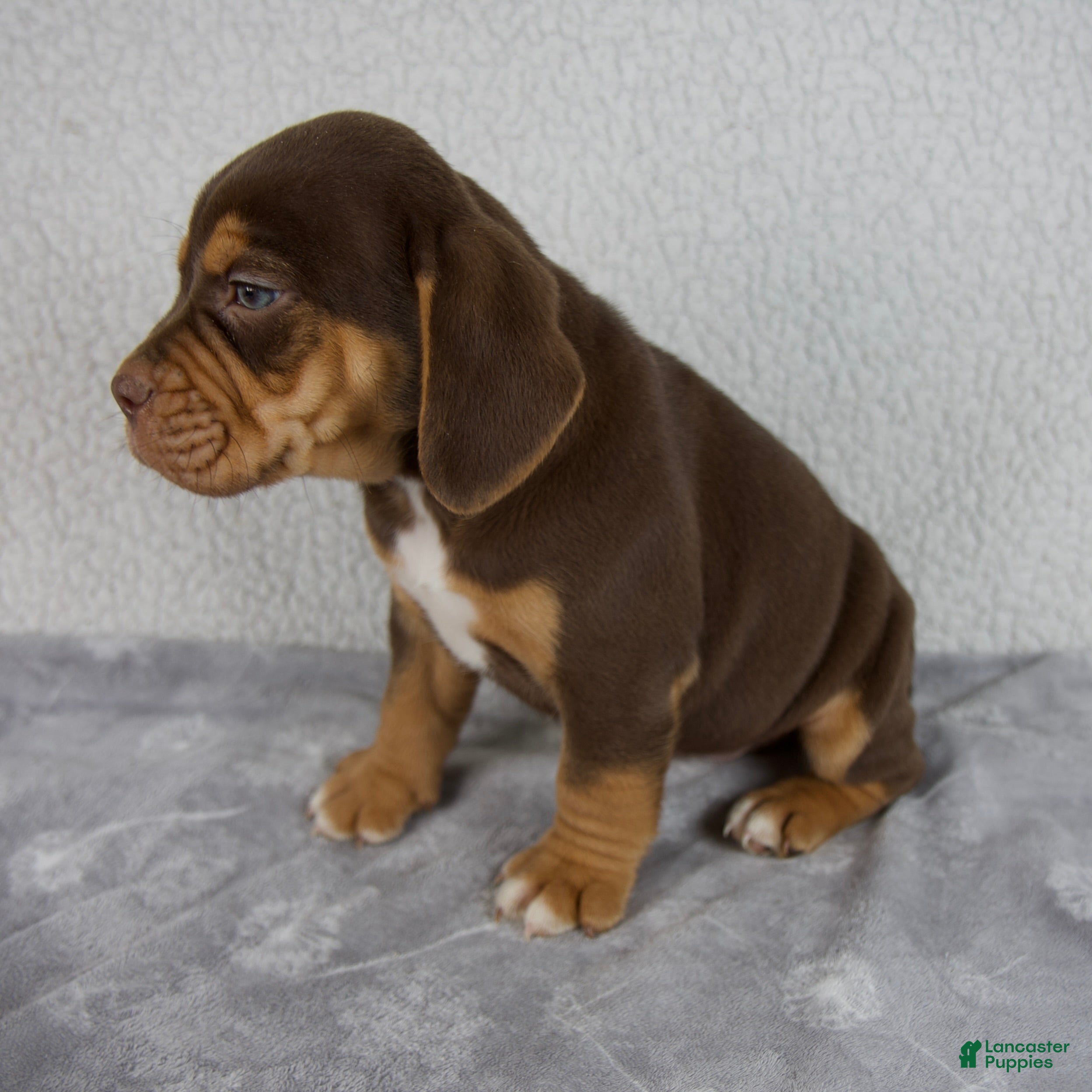 Beabull dogs Ollie - Ad 2