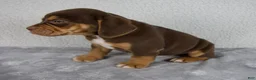 Beabull dogs for sale: Ollie - Ad 2