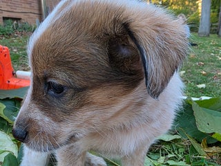 Mixed Breed dogs - Ad 8