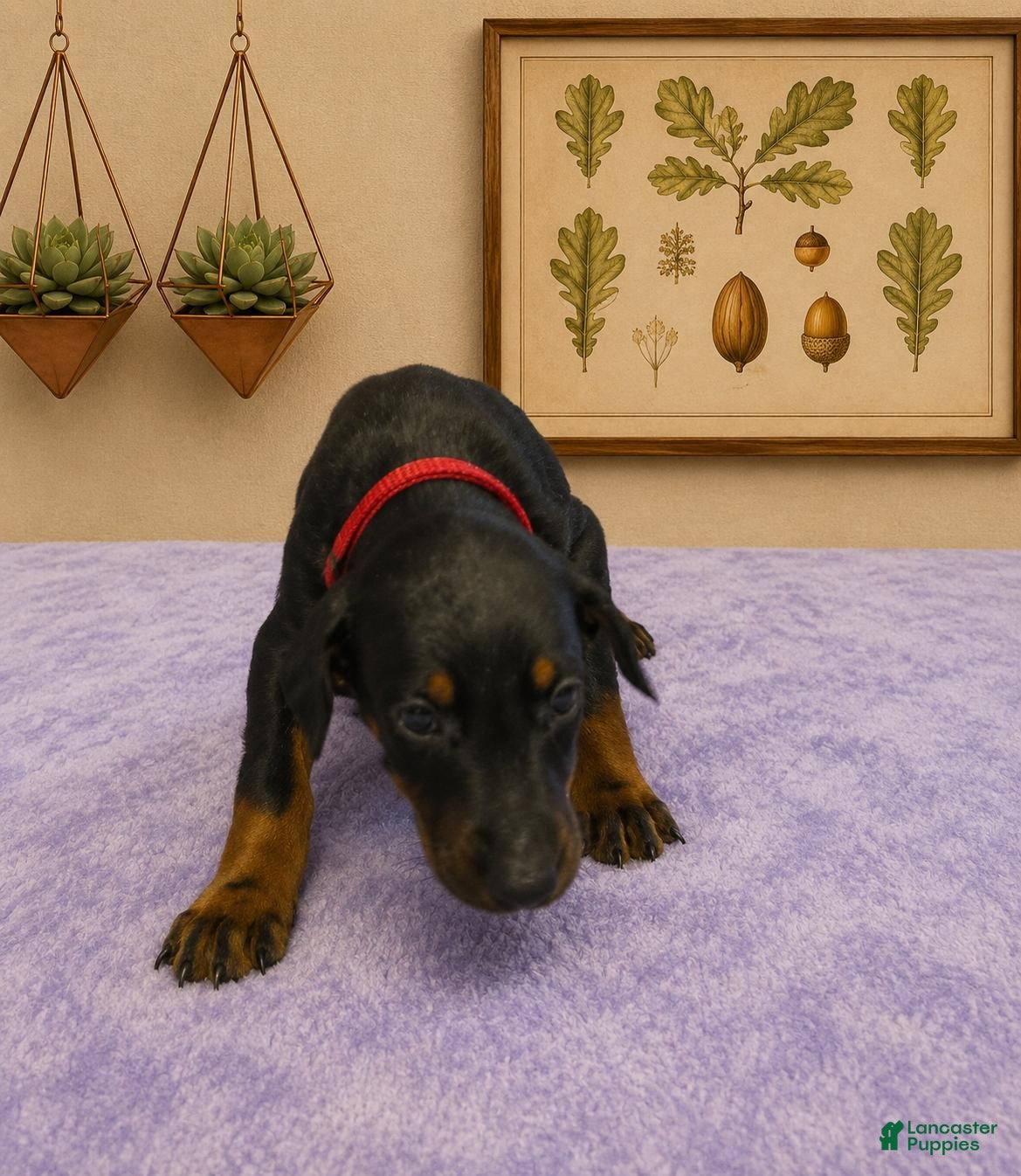 Doberman Pinscher dogs Freya - Ad 24