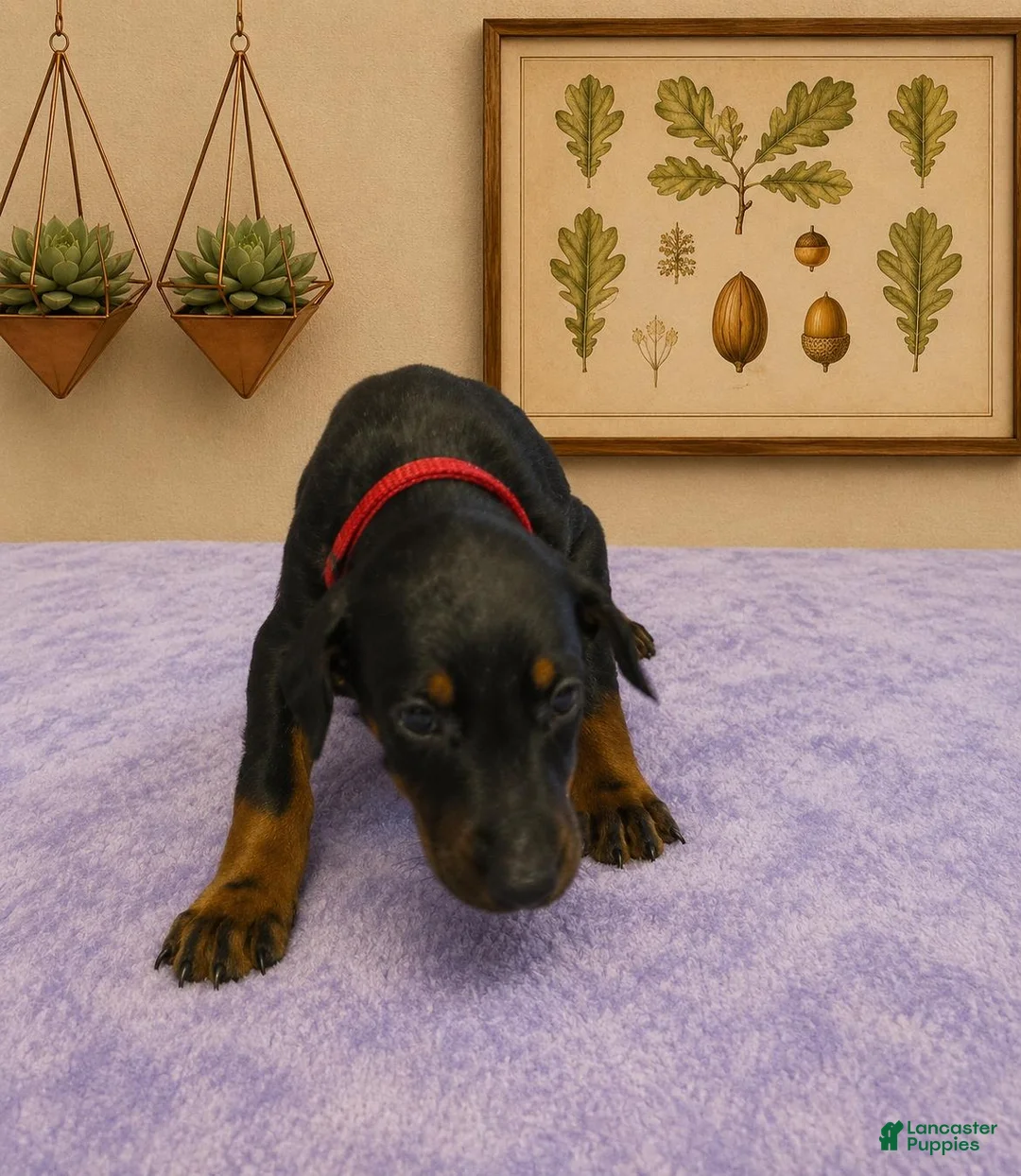 Doberman Pinscher dogs for sale: Freya - Ad 1