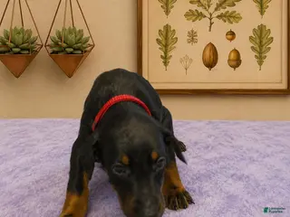 Doberman Pinscher dogs for sale: Freya - Ad 2