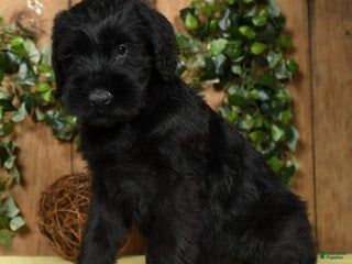 Giant Schnauzer dogs - Ad 7