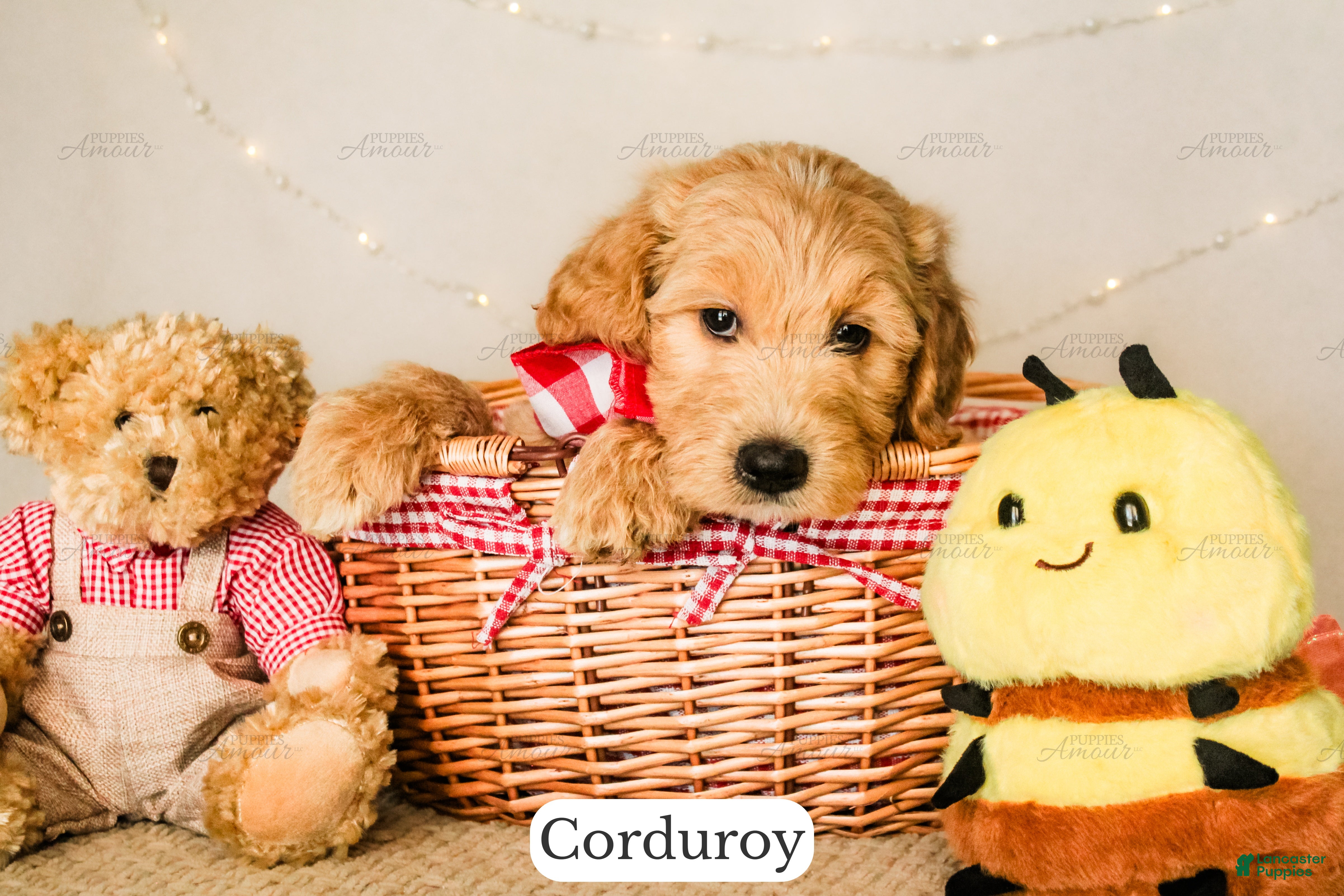 Goldendoodle dogs Corduroy - Ad 2