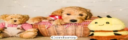 Goldendoodle dogs for sale: Corduroy - Ad 2