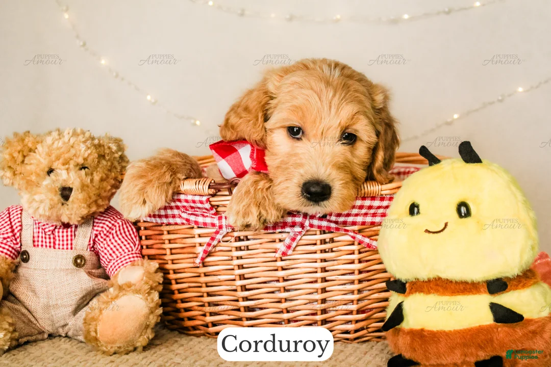Goldendoodle dogs for sale: Corduroy - Ad 2