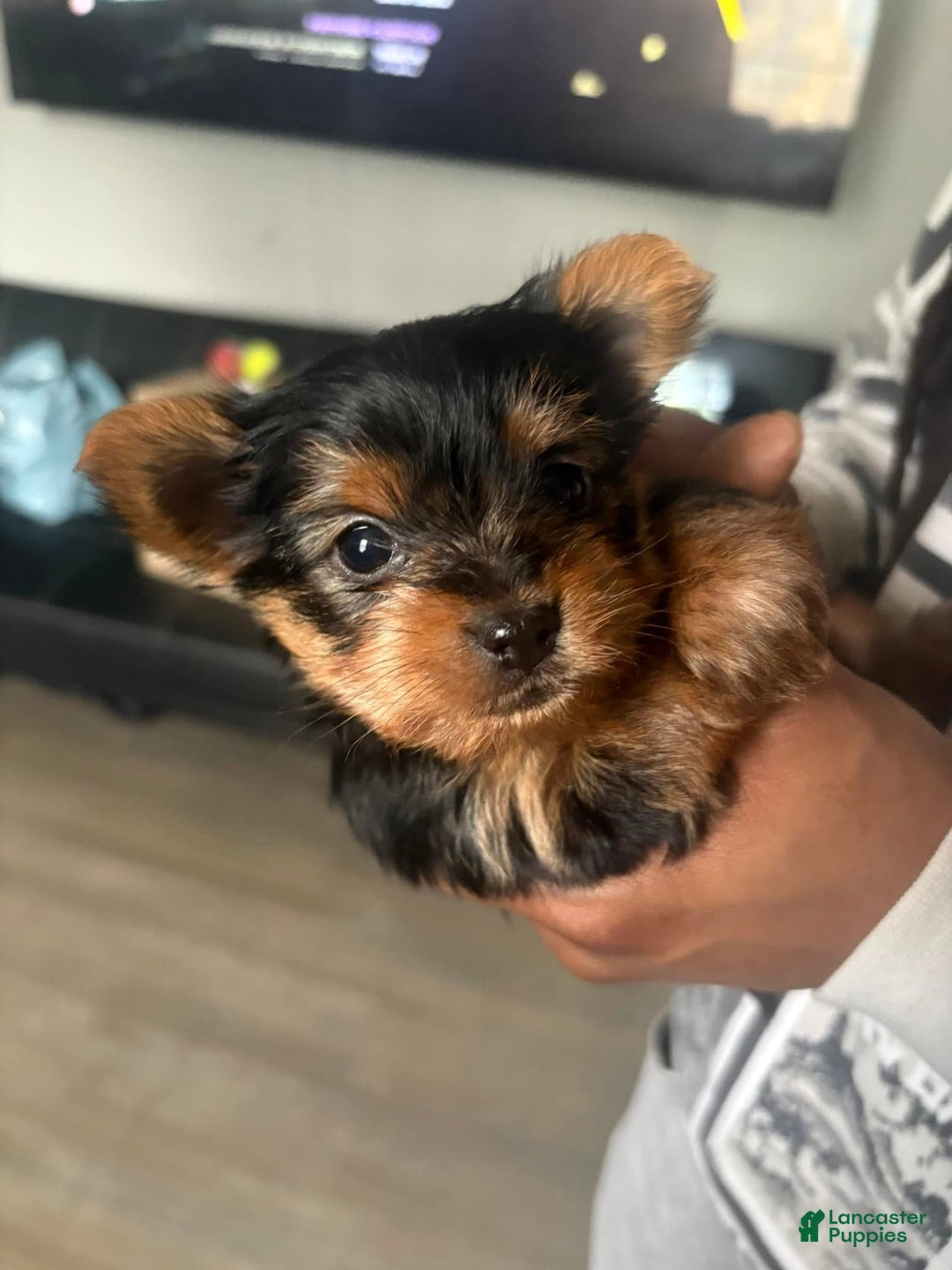 Yorkshire Terrier dogs for sale: Yorkshire Terrier Puppy 2 - Ad 5