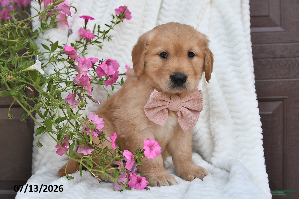 Golden Retriever dogs Chloe - Ad 1