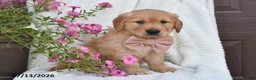 Golden Retriever dogs for sale: Chloe - Ad 1