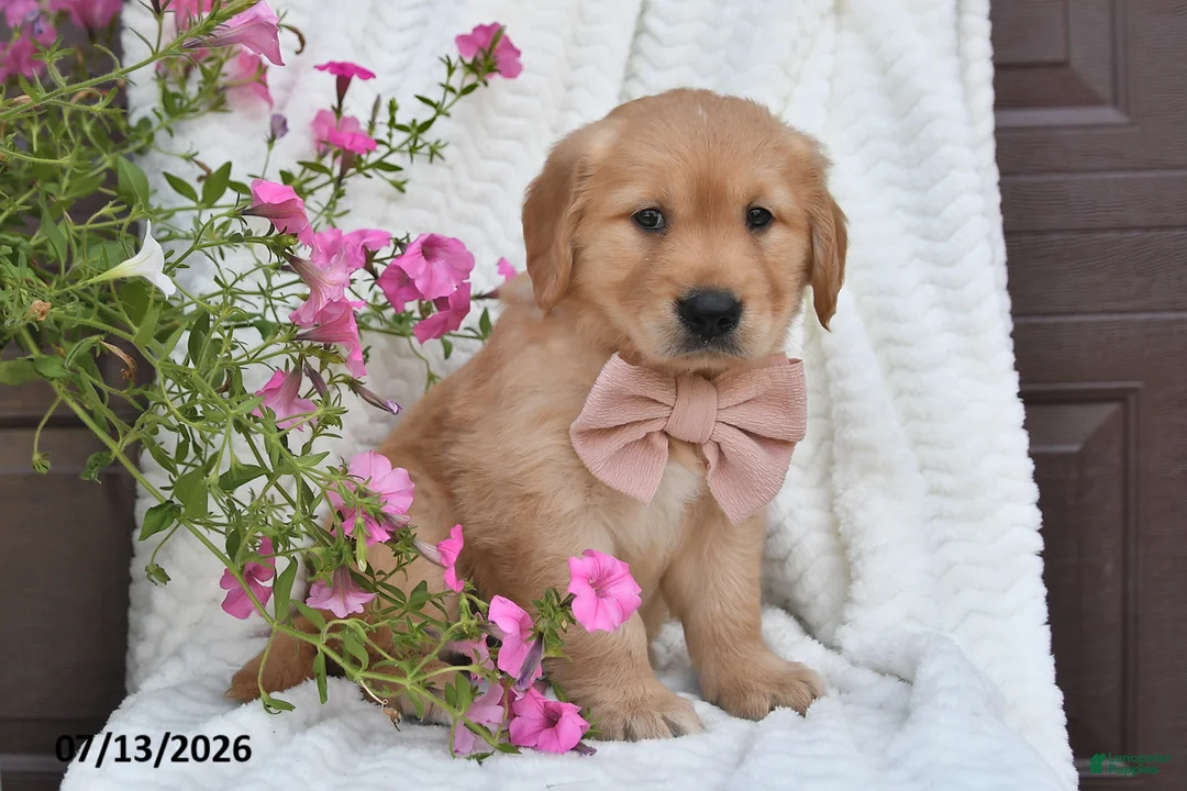 Golden Retriever dogs for sale: Chloe - Ad 1