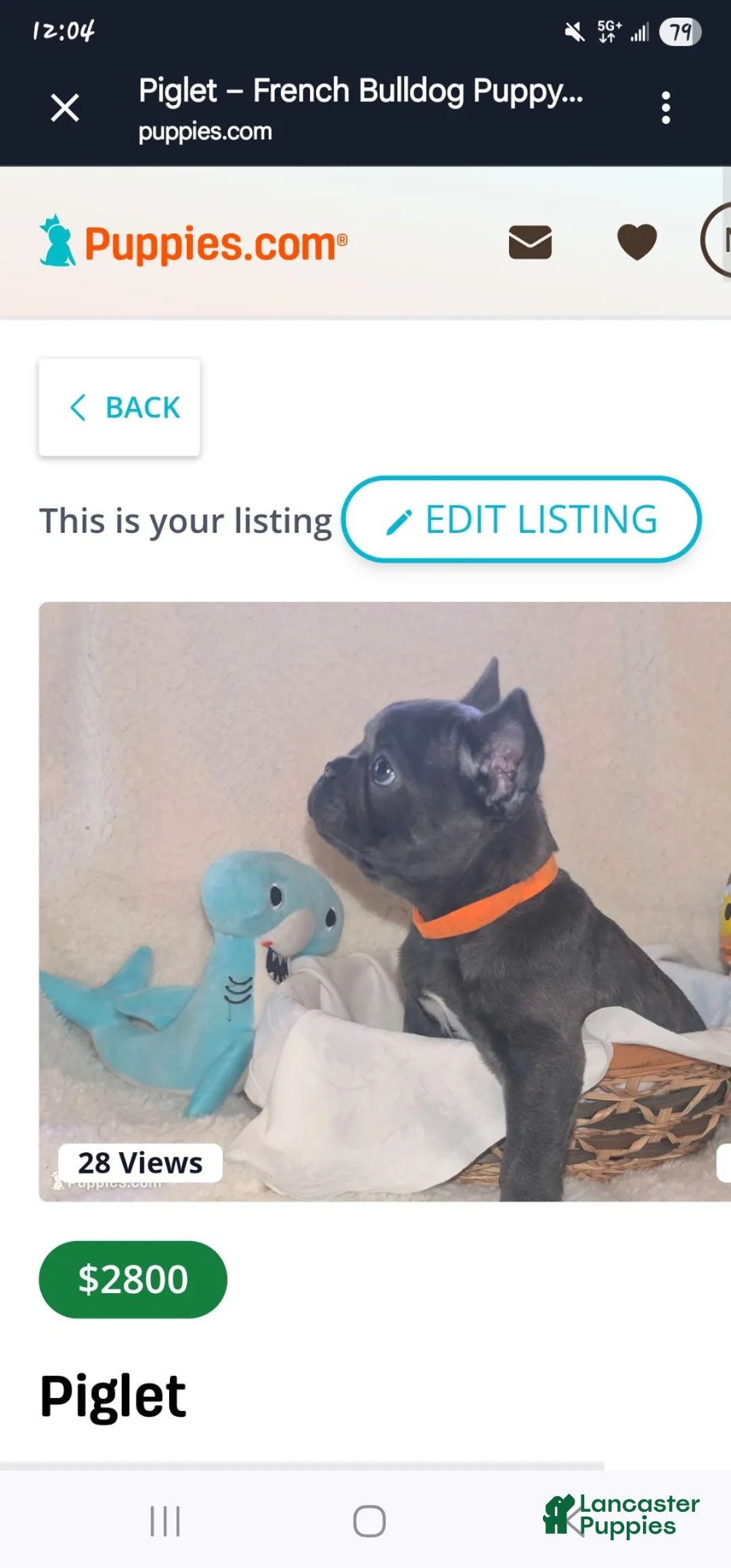 French Bulldog dogs for sale: French Bulldog 2 - Ad 4