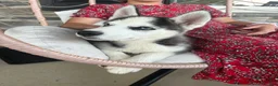 Siberian Husky dogs for sale: Boomer - Ad 4