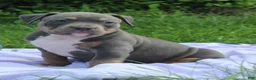 American Bully dogs for sale: Zena - Ad 2